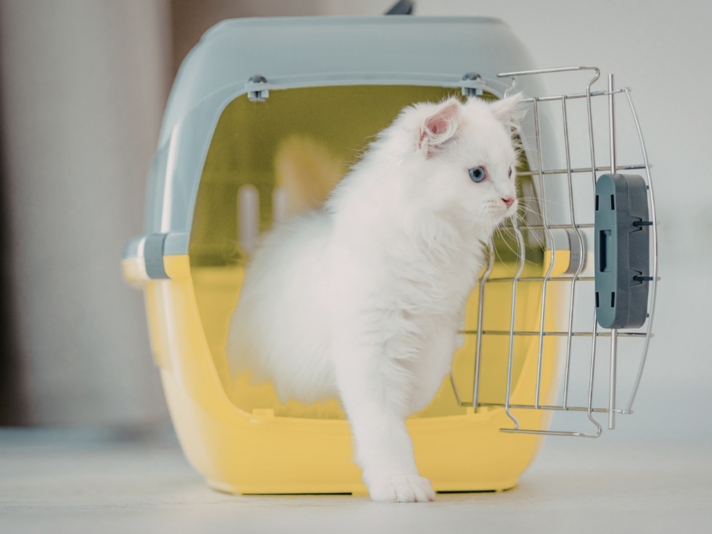 Moving with Pets: A Stress-Free Relocation Guide for Safe and Comfortable Pet Travel 2 A fluffy white cat with blue eyes steps out of a yellow and gray pet carrier with an open door, perfectly capturing the excitement of moving with pets to a new home.
