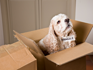 A cocker spaniel sits inside an open cardboard box with a "fragile" sign hanging from its collar, making moving with pets look adorable. The scene is set indoors near light-colored cabinets.