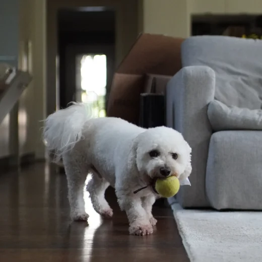 White dog holding a yellow ball in its mouth, standing in a living room with a couch and cardboard boxes, illustrating a home environment suitable for moving services.
